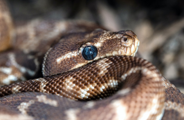 Australian Snake Bites